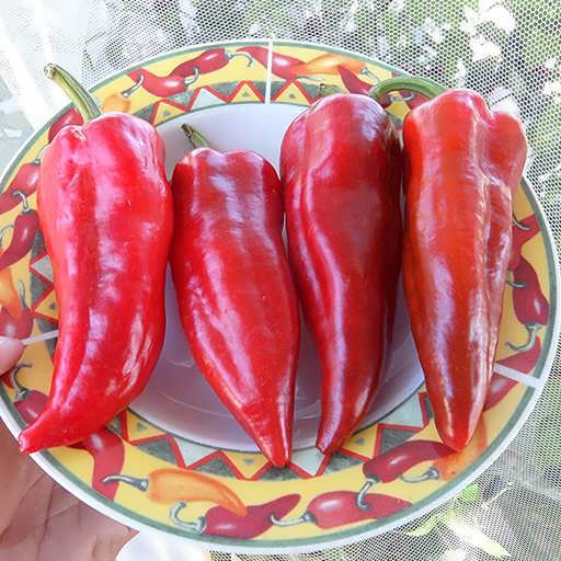 تصویر 4 از قیمت خرید فلفل دلمه ای کشیده + فروش ویژه