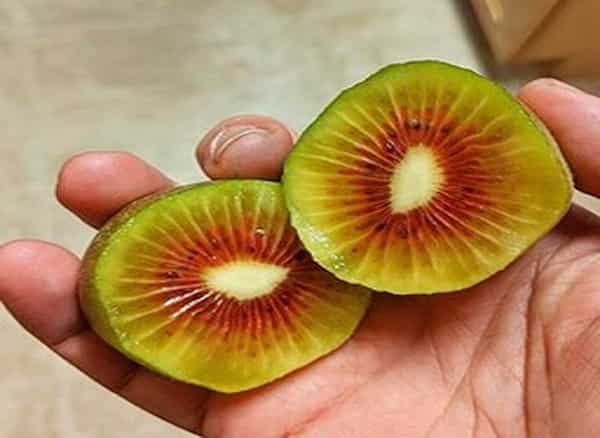 تصویر 5 از قیمت خرید کیوی تو سرخ با فروش عمده