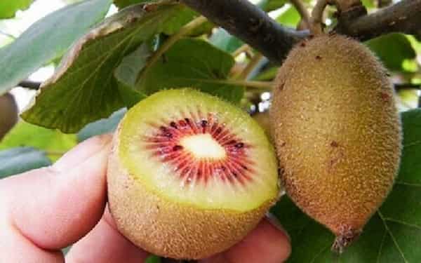 تصویر 4 از قیمت خرید کیوی تو سرخ با فروش عمده