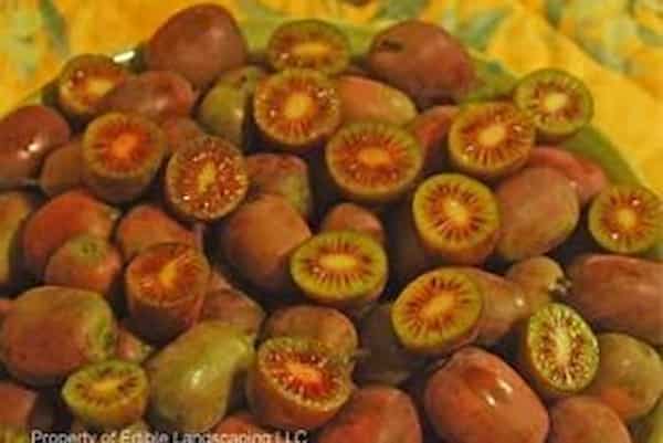 تصویر 2 از قیمت خرید کیوی تو سرخ با فروش عمده
