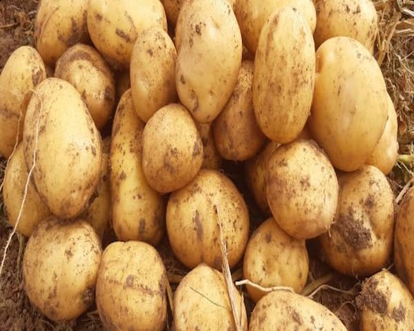 تصویر 4 از فروش سیب زمینی جیلی + قیمت خرید به صرفه