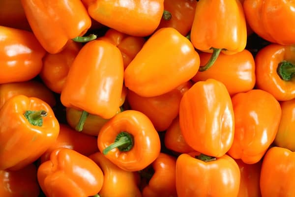 تصویر 5 از قیمت خرید فلفل دلمه نارنجی + فروش ویژه