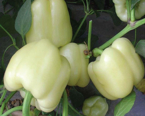 تصویر 1 از قیمت خرید فلفل دلمه سفید + فروش ویژه