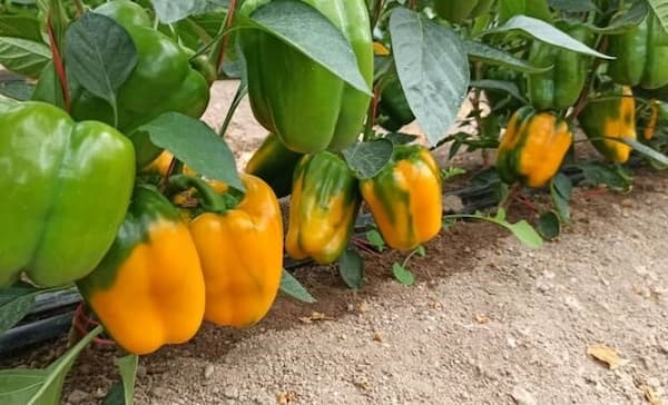 تصویر 1 از فروش فلفل دلمه سه تایی + قیمت خرید به صرفه