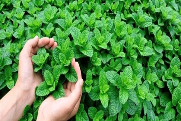 تصویر 4 از قیمت خرید عرق نعنا 20 لیتری با فروش عمده