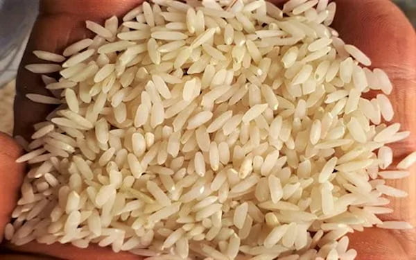 تصویر 4 از خرید برنج عنبر بو عمده با قیمت استثنایی