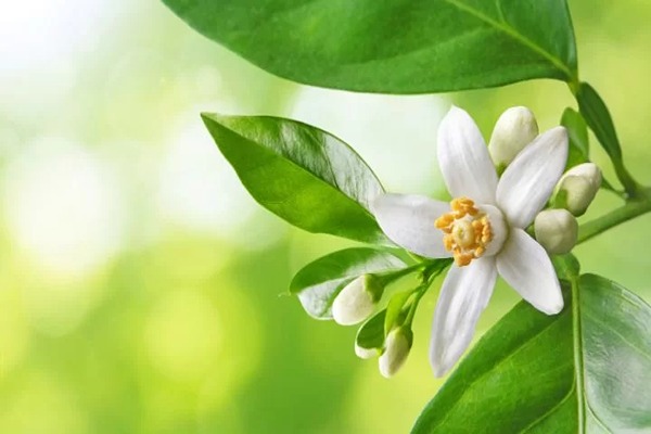تصویر 5 از خرید عرق بهار نارنج + قیمت فروش استثنایی