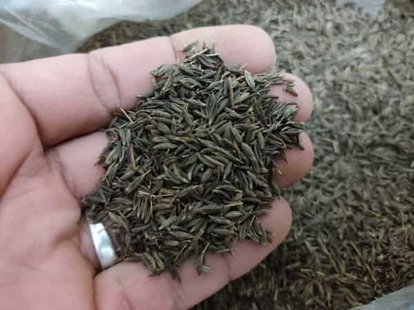 تصویر 3 از خرید زیره سیاه ریز + قیمت فروش استثنایی
