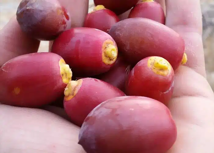 تصویر 2 از قیمت خرید خرما زاهدی خارک با فروش عمده