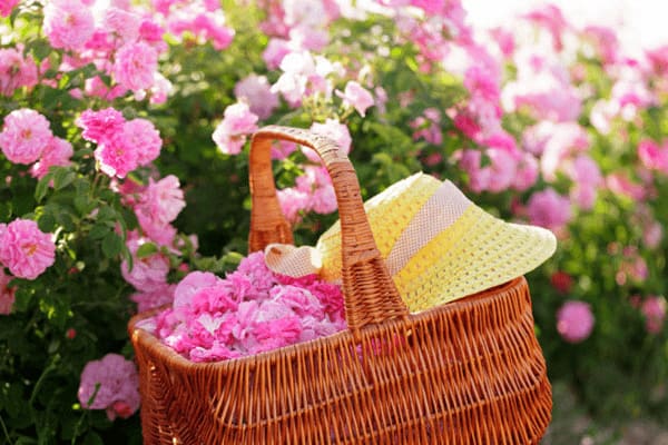 تصویر 5 از خرید و قیمت گل محمدی عمده + فروش ویژه