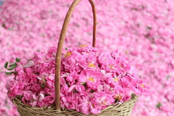 تصویر 4 از خرید گل محمدی تازه + قیمت فروش استثنایی