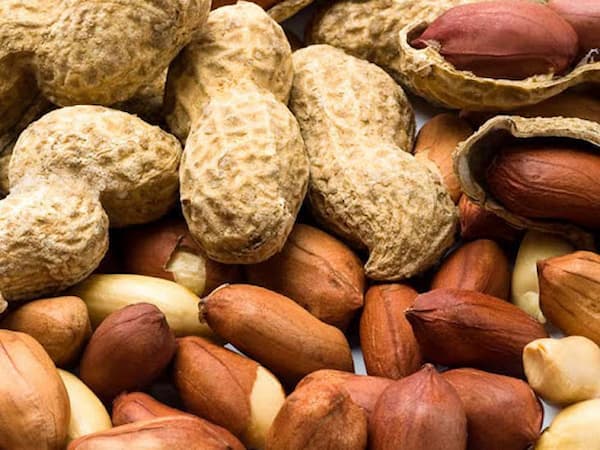 تصویر 2 از قیمت خرید بادام زمینی غلاف دار با فروش عمده