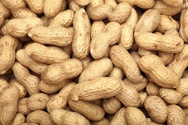 تصویر 4 از قیمت خرید بادام زمینی غلاف دار با فروش عمده