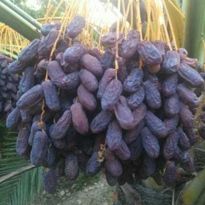 تصویر 2 از قیمت خرید خرما پیارم حاجی آباد با فروش عمده