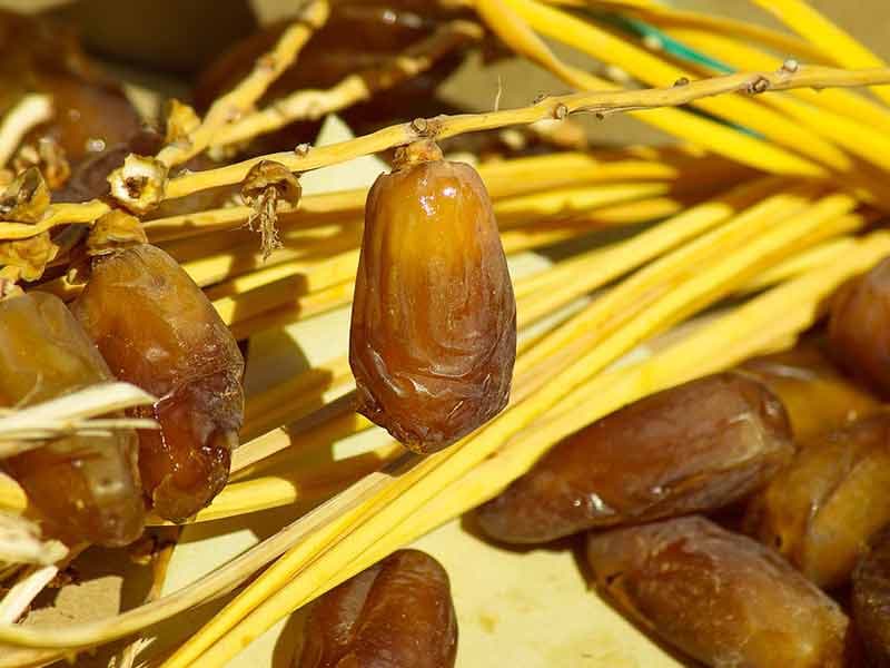 تصویر 3 از قیمت خرید خرما زاهدی کارتونی + فروش ویژه