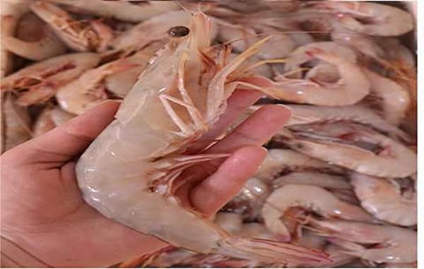 تصویر 4 از خرید شاه میگو بندر عباس + قیمت فروش استثنایی