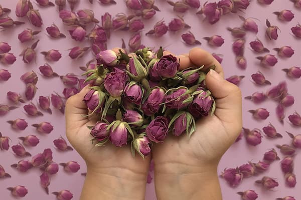 تصویر 2 از قیمت غنچه گل محمدی + خرید باور نکردنی