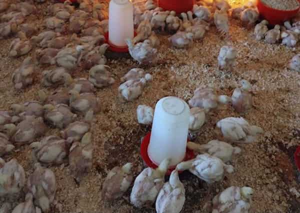 تصویر 1 از قیمت خرید بشقاب دانخوری اتوماتیک با فروش عمده