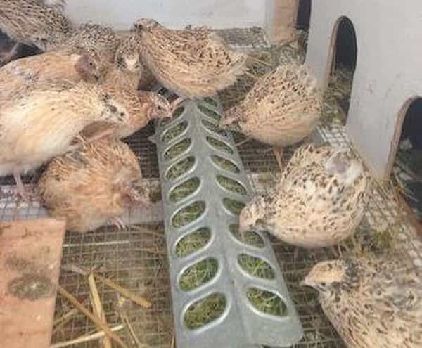 تصویر 4 از خرید و فروش بشقاب دانخوری جوجه با شرایط فوق العاده
