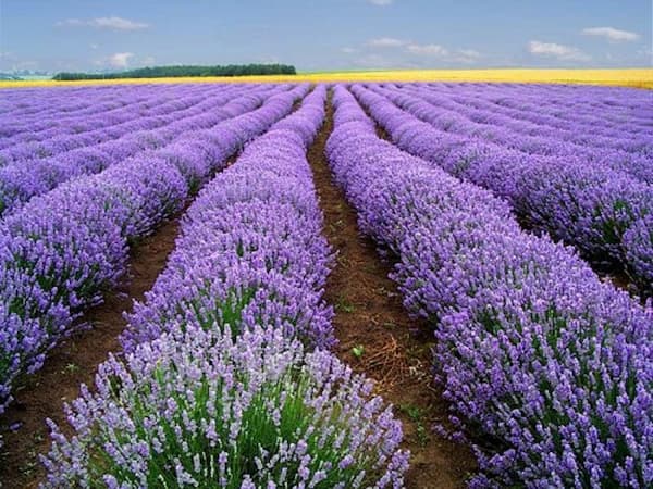 تصویر 5 از قیمت خرید اسطوخدوس پر گل اعلا + فروش ویژه
