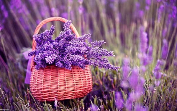 تصویر 3 از قیمت خرید اسطوخدوس پر گل اعلا + فروش ویژه