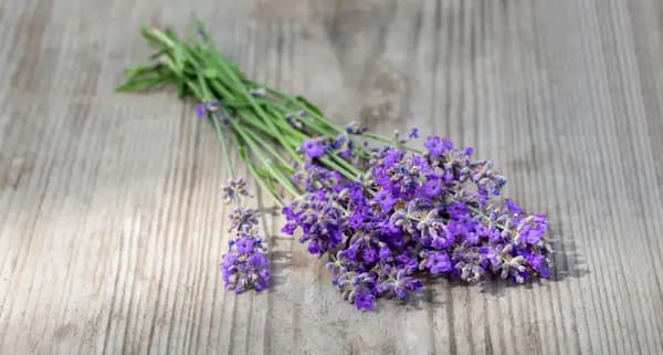 تصویر 1 از قیمت خرید اسطوخدوس پر گل اعلا + فروش ویژه