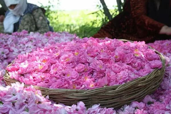 تصویر 4 از خرید و قیمت گل محمدی خوراکی + فروش عمده