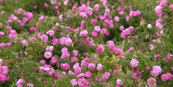 تصویر 1 از قیمت خرید گل محمدی خشک کیلویی + فروش ویژه