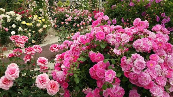 تصویر 5 از قیمت خرید گل محمدی خشک کیلویی + فروش ویژه