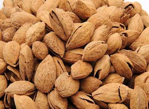 تصویر 3 از قیمت بادام درختی پوست نازک با کیفیت ارزان + خرید عمده