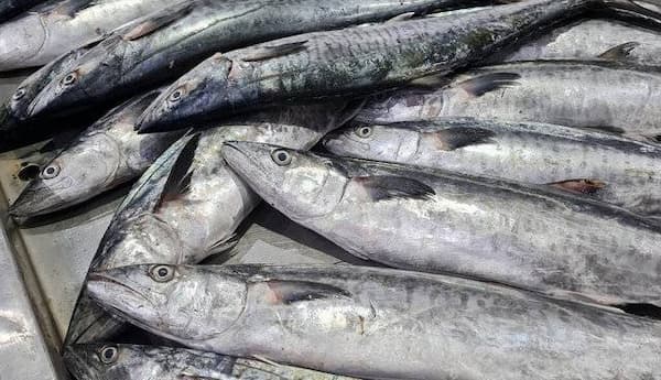تصویر 4 از خرید ماهی دولمی جنوب + قیمت فروش استثنایی