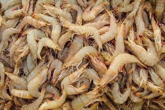 تصویر 4 از قیمت خرید میگو درشت بوشهر با فروش عمده