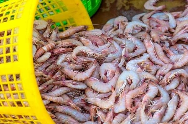 تصویر 2 از قیمت خرید میگو درشت بوشهر با فروش عمده