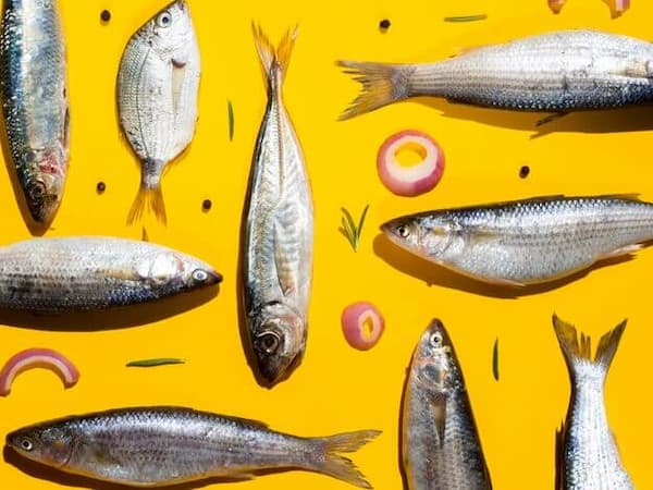 تصویر 5 از خرید ماهی شاه ماهی جنوب + قیمت فروش استثنایی