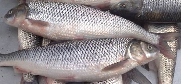 تصویر 2 از خرید ماهی شاه ماهی جنوب + قیمت فروش استثنایی