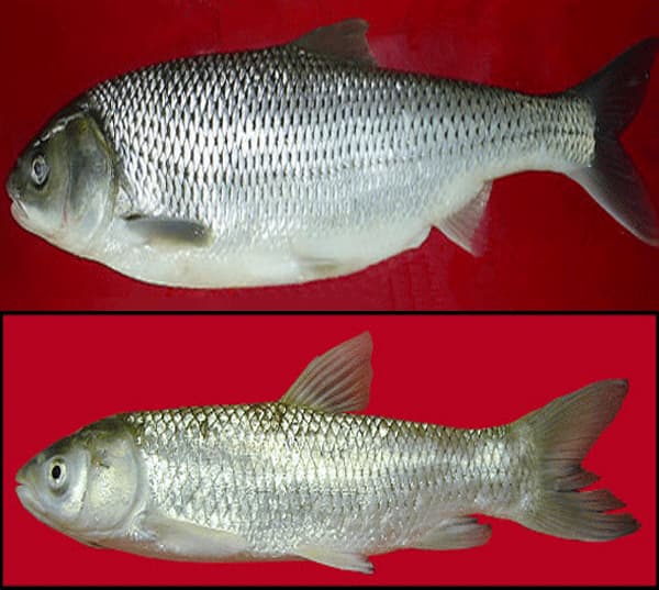 تصویر 1 از خرید ماهی شاه ماهی جنوب + قیمت فروش استثنایی