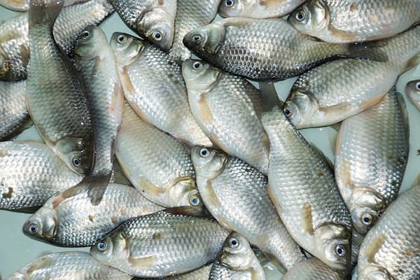 تصویر 4 از خرید و قیمت ماهی سنگسر جنوب + فروش عمده