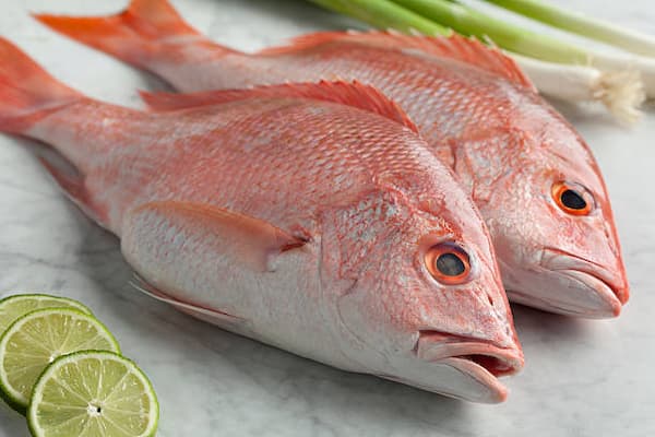تصویر 2 از خرید و قیمت ماهی سنگسر جنوب + فروش عمده