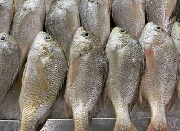 تصویر 1 از خرید و قیمت ماهی سنگسر جنوب + فروش عمده