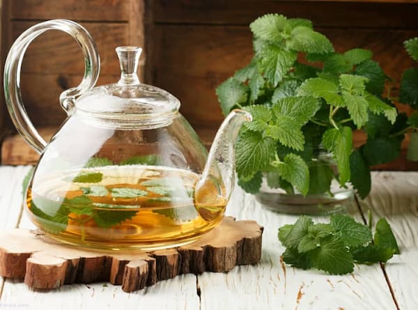 تصویر 5 از فروش دمنوش بادرنجبویه تازه + قیمت خرید به صرفه