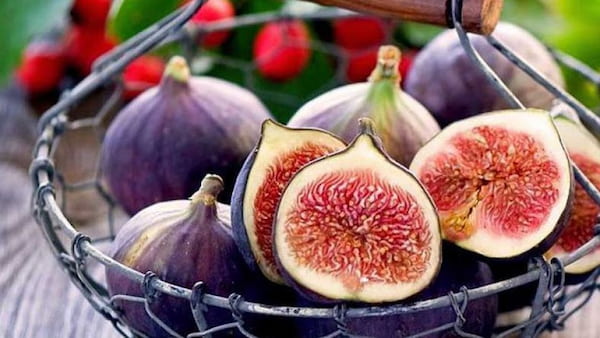 تصویر 5 از خرید و فروش انجیر معابد چابهار با شرایط فوق العاده