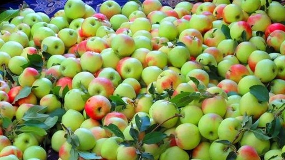 تصویر 1 از قیمت خرید سیب گلاب سبز با فروش عمده