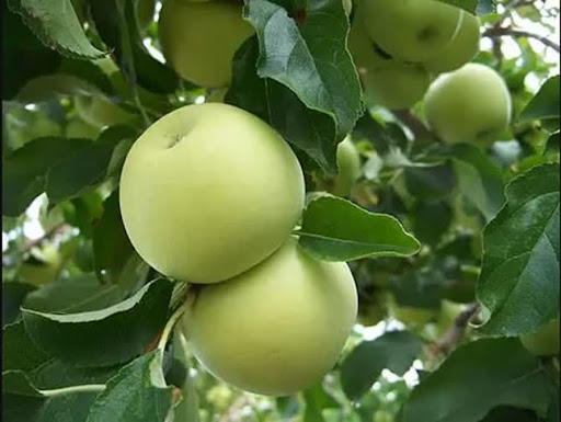 تصویر 5 از قیمت خرید سیب گلاب سبز با فروش عمده