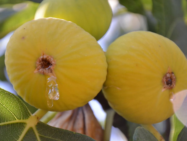تصویر 3 از راهنمای خرید مربا انجير زرد + قیمت عالی