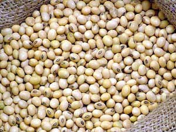 تصویر 3 از قیمت روز اجیل سویا لیمویی