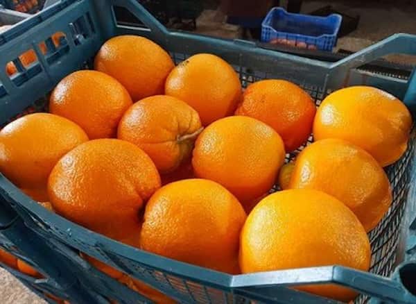 تصویر 4 از قیمت خرید پرتقال والنسیا ایران با فروش عمده