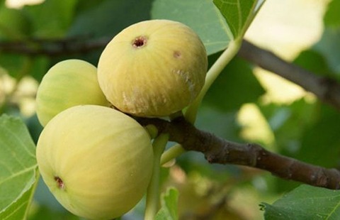 تصویر 1 از خرید انجیر سفید عسلی + قیمت فروش استثنایی