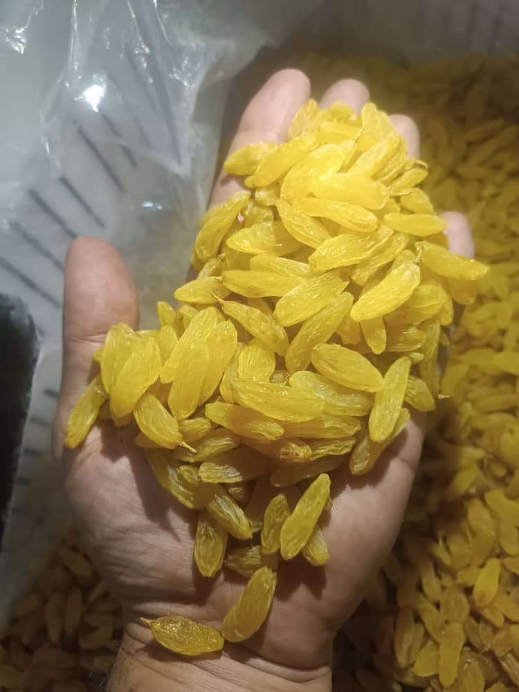 تصویر 4 از خرید کشمش گلدن صادراتی + قیمت فروش استثنایی