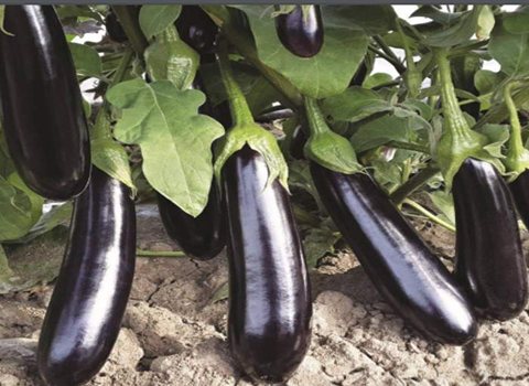 تصویر 4 از قیمت خرید بادمجان محلی گیلان + فروش ویژه
