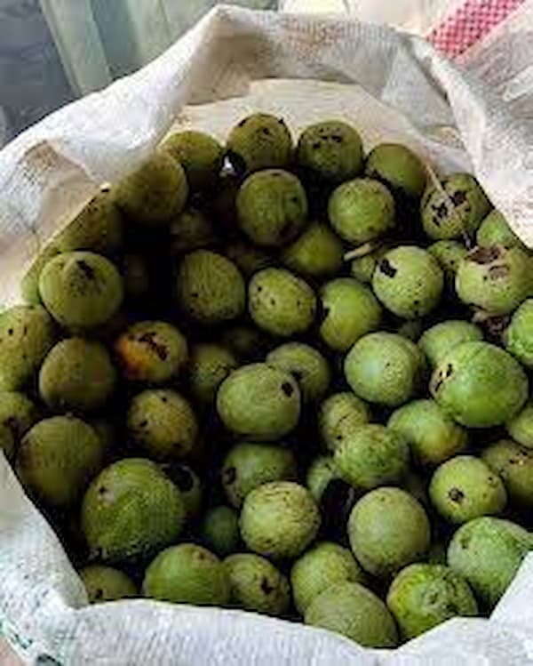تصویر 2 از قیمت گردو پوست سبز تازه + خرید باور نکردنی